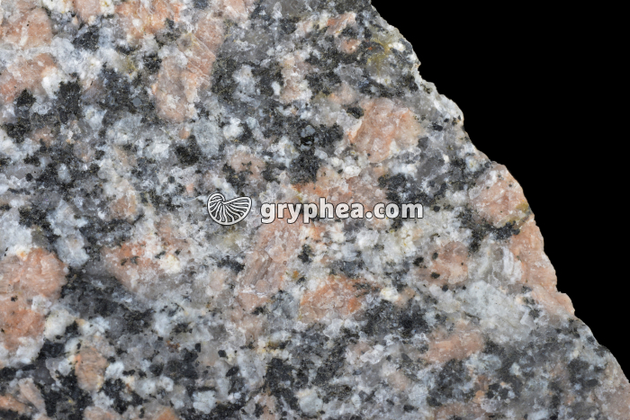 Granite rose (détail) - gryphea.org